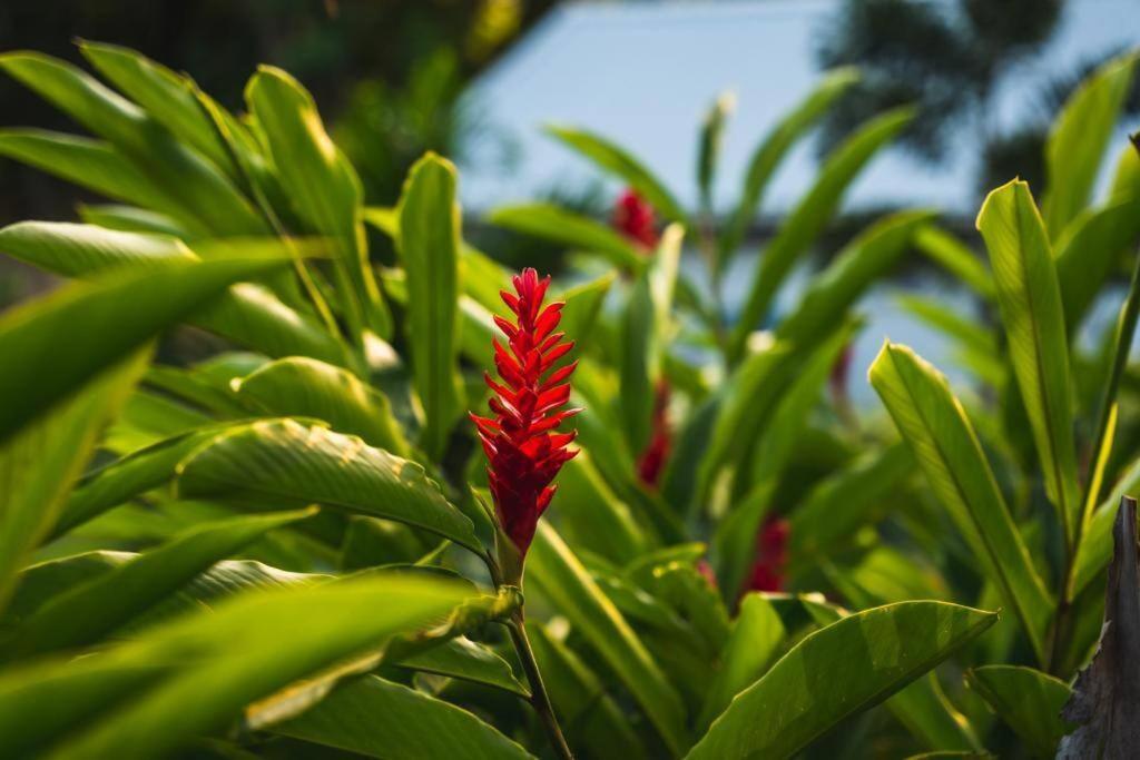 Caraibes Cottage Grenat Piscine Privee 900M De Grande Anse Десе Екстер'єр фото