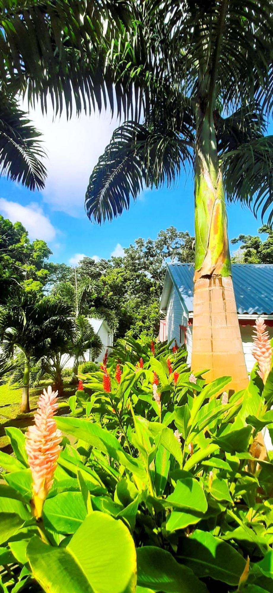 Caraibes Cottage Grenat Piscine Privee 900M De Grande Anse Десе Екстер'єр фото